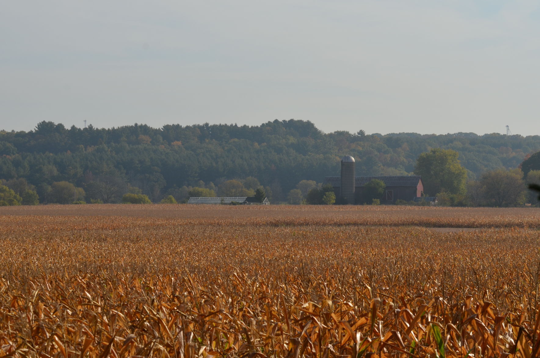 Fields of gold along Highway 120 east of Lake Geneva